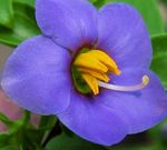 Photo Garden Flowers Persian Violet, German Violet (Exacum affine), blue