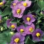 Photo Garden Flowers Persian Violet, German Violet (Exacum affine), purple