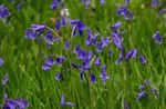 fotografie Záhradné kvety Španielčina Bluebell, Drevo Hyacint (Endymion hispanicus, Hyacinthoides hispanica), modrá