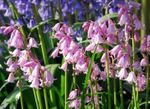 φωτογραφία Λουλούδια κήπου Ισπανικά Bluebell, Ξύλο Υάκινθος (Endymion hispanicus, Hyacinthoides hispanica), ροζ