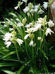 foto I fiori da giardino Bluebell Spagnolo, Giacinto Di Legno (Endymion hispanicus, Hyacinthoides hispanica), bianco