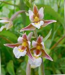 Foto Have Blomster Mose Helleborine, Sump Epipactis , pink