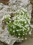 fotografija Vrtno Cvetje Vila Pustikara (Erinus alpinus), bela