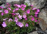 fotografija Vrtno Cvetje Vila Pustikara (Erinus alpinus), roza