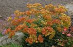 fotografie Zahradní květiny Pohanka (Eriogonum), oranžový