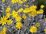 foto I fiori da giardino Oregon Sole, Girasole Lanoso, Lanoso Margherita (Eriophyllum), giallo