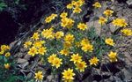 φωτογραφία Λουλούδια κήπου Όρεγκον Ηλιοφάνεια, Μαλλιαρός Ηλιέλαιο, Μαλλιαρό Μαργαρίτα (Eriophyllum), κίτρινος