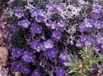 Foto Have Blomster Arktisk Glem-Mig-Ikke, Alpine Glemme-Mig-Ikke (Eritrichium), lilla