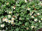 Foto Gartenblumen Arktischen Vergissmeinnicht, Alpine Vergissmeinnicht (Eritrichium), weiß
