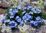Foto Vrtne Cvjetovi Arctic Zaboravi-Me-Ne, Alpska Zaboravi-Me-Ne (Eritrichium), svijetlo plava