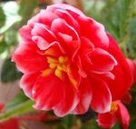 φωτογραφία Λουλούδια κήπου Λιβάδι Γεντιανή, Lisianthus, Τέξας Καμπανούλες (Eustoma), κόκκινος