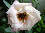 fotografie Zahradní květiny Prérie Hořec, Lisianthus, Texas Bluebell (Eustoma), bílá