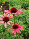 foto Flores do Jardim Coneflower, Coneflower Oriental (Echinacea), vermelho
