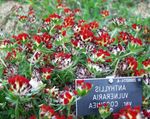 Photo Garden Flowers Kidney Vetch, Lady's Fingers (Anthyllis), red