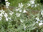 Photo bláthanna gairdín Sneachta-I-Samhradh (Cerastium), bán