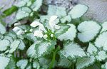 Foto Gartenblumen Lamium, Taubnessel , weiß
