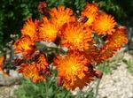 Фото Садовые Цветы Ястребинка (Hieracium), оранжевый