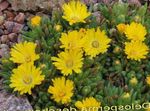 φωτογραφία Λουλούδια κήπου Ανθεκτικό Φυτό Πάγου (Delosperma), κίτρινος