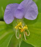 foto Flor Dia, Spiderwort, Viúvas Lágrimas características