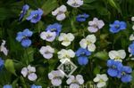 φωτογραφία Ημέρα Λουλούδι, Spiderwort, Χήρες Δάκρυα χαρακτηριστικά