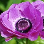 fotografie Zahradní květiny Koruna Windfower, Řecký Sasanka, Mák Sasanka (Anemone coronaria), šeřík