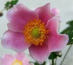 φωτογραφία Λουλούδια κήπου Στέμμα Windfower, Grecian Windflower, Παπαρούνα Ανεμώνη (Anemone coronaria), ροζ