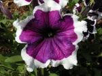 照 园林花卉 矮牵牛Fortunia (Petunia x hybrida Fortunia), 紫
