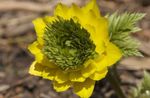 fotografie Záhradné kvety Adonis (Adonis amurensis), žltá