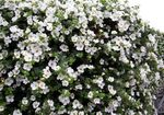 снимка Градински цветове Bacopa (Sutera) , бял