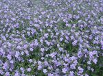 Foto Vrtne Cvjetovi Bacopa (Sutera) , svijetlo plava
