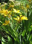 φωτογραφία Λουλούδια κήπου Κρίνος Βατόμουρο, Κρίνο Λεοπάρδαλη (Belamcanda chinensis), κίτρινος