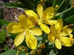 Photo les fleurs du jardin Lys Blackberry, Le Léopard Lys (Belamcanda chinensis), jaune