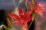 Photo bláthanna gairdín Lile Sméar Dubh, Liopard Lily (Belamcanda chinensis), dearg
