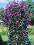 Photo les fleurs du jardin Rubis Lueur Lablab (Dolichos lablab, Lablab purpureus), lilas