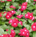 Nuotrauka Sodo Gėlės Išaugo Litorina, Cayenne Jazminų, Madagaskaras Litorina, Senmergė, Vinca (Catharanthus roseus = Vinca rosea), raudonas