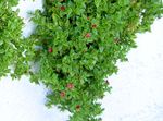 foto I fiori da giardino Bambino Sunrose, Pianta Heartleaf Ghiaccio (Aptenia), rosso