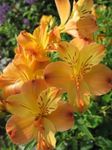 foto I fiori da giardino Alstroemeria, Giglio Peruviano, Giglio Degli Incas , arancione