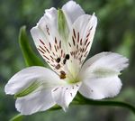 Foto Gartenblumen Inkalilien, Peruanische Lilie, Lilie Der Inkas (Alstroemeria), weiß