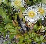 Фото Садовые Цветы Мезембриантемум хрустальный (Хрустальная трава) (Mesembryanthemum crystallinum), белый