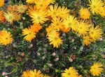 fotografija Vrtno Cvetje Led Rastlin (Mesembryanthemum crystallinum), oranžna