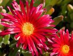 fotografie Záhradné kvety Ľad Rastlina (Mesembryanthemum crystallinum), červená