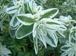 fotografie Zahradní květiny Snow-On-The-Mountain (Euphorbia marginata), bílá