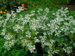 φωτογραφία Λουλούδια κήπου Χιόνι-On-The-Βουνό (Euphorbia marginata), λευκό