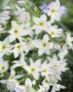 fotografie Záhradné kvety Sláva Slnko (Leucocoryne), biely