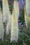 φωτογραφία Λουλούδια κήπου Foxtail Κρίνος, Κερί Έρημο (Eremurus), λευκό