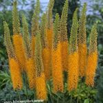 fotografie Záhradné kvety Lúčna Ľalia, Púšť Sviečka (Eremurus), oranžový