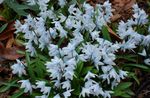 foto I fiori da giardino Scilla Strisce, Cumulo Di Neve, Presto Stardrift (Puschkinia), azzurro