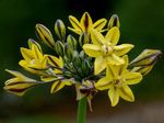 fotografie Záhradné kvety Triteleia, Tráva Orech, Ithuriel Kopije, Wally Košík , žltá