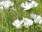 fotografie Záhradné kvety Triteleia, Tráva Orech, Ithuriel Kopije, Wally Košík , biely