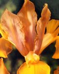 fotografie Záhradné kvety Dutch Iris, Španielčina Iris (Xiphium), oranžový